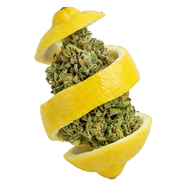 Cogollo resinoso y compacto de flores Lemon Diesel CBD de la marca Melo