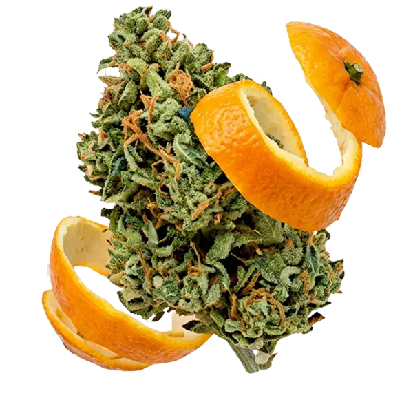 Cogollo verde brillante de flores Orange Haze CBD premium de la marca Melo
